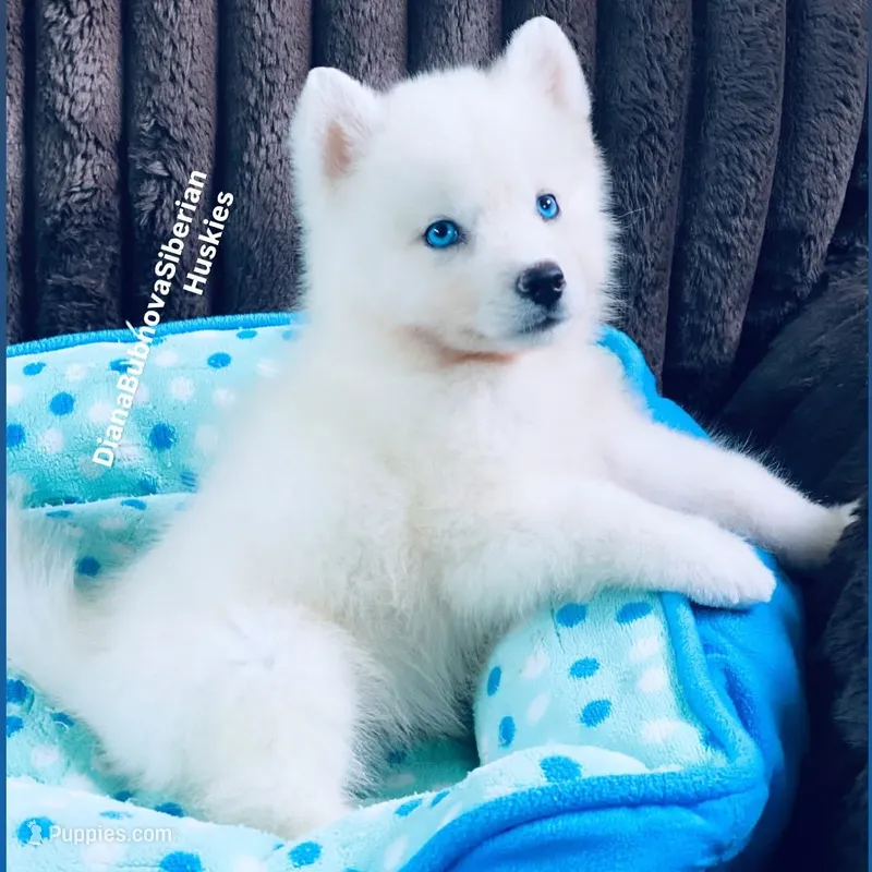 BLUE EYED PURE WHITE GIRL  – Siberian Husky puppy for sale in Greensboro, NC