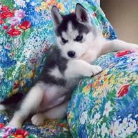 BIG BOY , a male Siberian Husky for sale in Greensboro, NC – 1 of 7