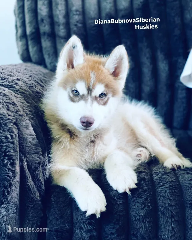 DARK RED BOY ( Green/Amber eyes )  – Siberian Husky puppy for sale in Greensboro, NC