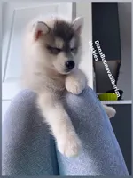 GREY BEAR BOY , a male Siberian Husky for sale in Greensboro, NC – 5 of 8