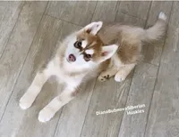 DARK RED BOY ( GREEN/AMBER EYES ) , a male Siberian Husky for sale in Greensboro, NC – 1 of 2