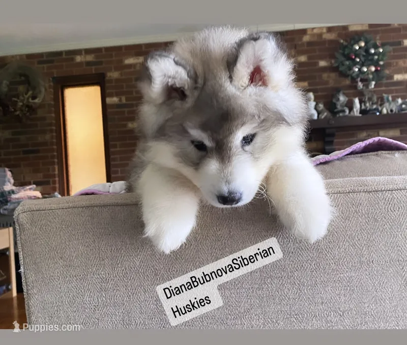 GREY GIRL  – Siberian Husky puppy for sale in Greensboro, NC