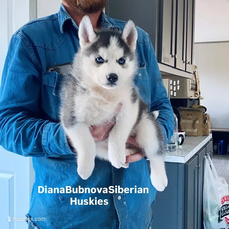 DRACULA ( BLUE EYED BOY )  – Siberian Husky puppy for sale in Greensboro, NC