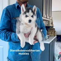DRACULA ( BLUE EYED BOY ) , a male Siberian Husky for sale in Greensboro, NC – 1 of 6