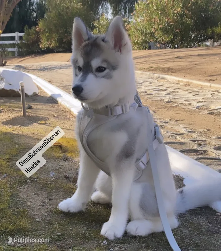 DARK GREY GIRL  – Siberian Husky puppy for sale in Greensboro, NC