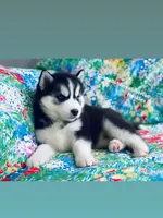 BLACK/WHITE BLUE EYED GIRL , a female Siberian Husky for sale in Greensboro, NC – 5 of 9