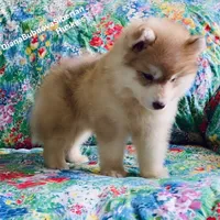 RED BEAR GIRL ( Green/Amber eyes) , a female Siberian Husky for sale in Greensboro, NC – 8 of 9