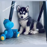 BOY ( BLACK /WHITE ) , a male Siberian Husky for sale in Greensboro, NC – 2 of 6