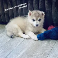 GREY GIRL ( BROWN EYES ) , a female Siberian Husky for sale in Greensboro, NC – 1 of 1