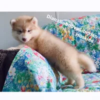 RED BEAR GIRL ( Green/Amber eyes) , a female Siberian Husky for sale in Greensboro, NC – 2 of 9