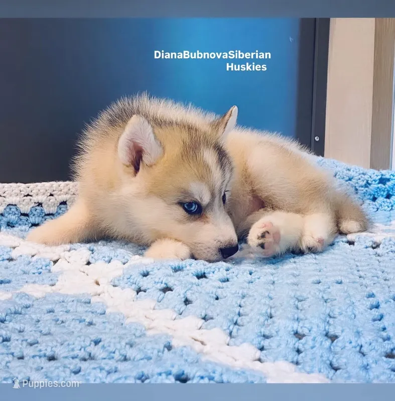 Grey Girl ( one blue/ one brown eye )  – Siberian Husky puppy for sale in Greensboro, NC