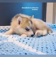 Grey Girl ( one blue/ one brown eye ) , a female Siberian Husky for sale in Greensboro, NC – 2 of 3