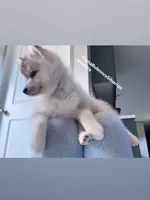 GREY BEAR BOY , a male Siberian Husky for sale in Greensboro, NC – 4 of 8