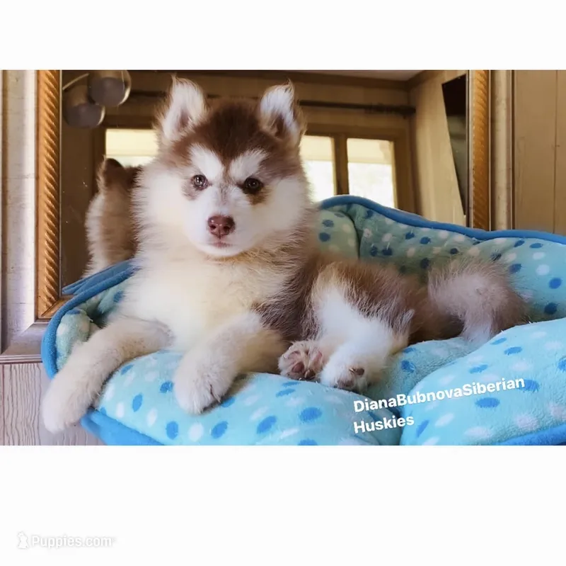DARK RED BEAR GIRL ( Green/Amber Eyes )  – Siberian Husky puppy for sale in Greensboro, NC