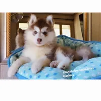 DARK RED BEAR GIRL ( Green/Amber Eyes ) , a female Siberian Husky for sale in Greensboro, NC – 2 of 7