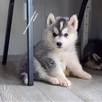 BLACK /WHITE ( BOY ) , a male Siberian Husky for sale in Greensboro, NC – 3 of 7