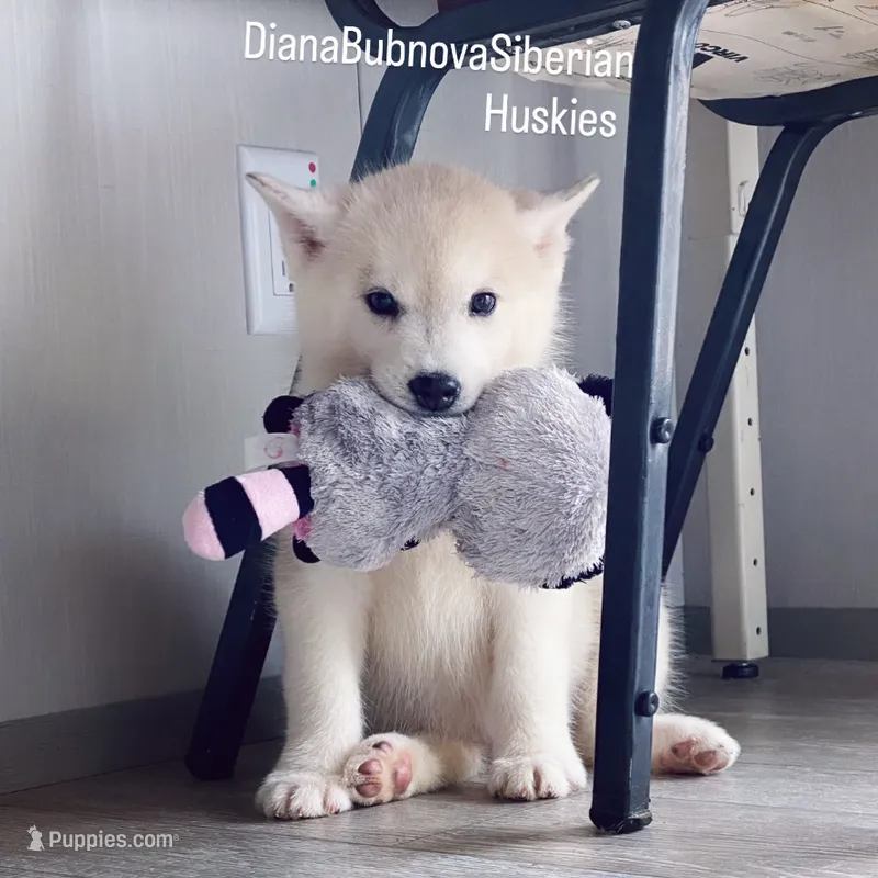 SILVER BOY  – Siberian Husky puppy for sale in Greensboro, NC