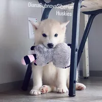 SILVER BOY , a male Siberian Husky for sale in Greensboro, NC – 1 of 1
