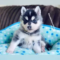 MINIATURE SIZE BOY ( BROWN EYES ) , a male Siberian Husky and Alaskan Klee Kai for sale in Greensboro, NC – 7 of 9