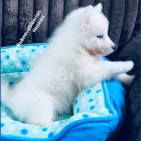 BLUE EYED PURE WHITE GIRL , a male Siberian Husky for sale in Greensboro, NC – 6 of 10