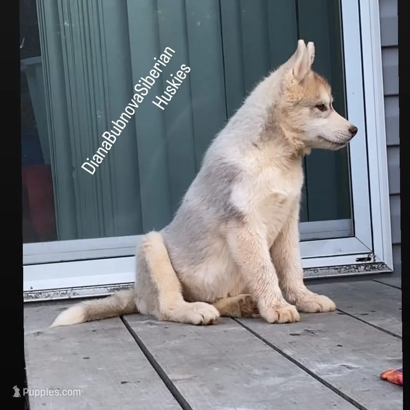 ROLEX ( RED BOY )  – Siberian Husky puppy for sale in Greensboro, NC