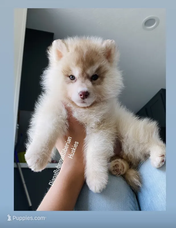 RED BEAR GIRL  – Siberian Husky puppy for sale in Greensboro, NC