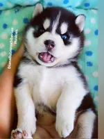 Black/White Boy ( one blue/one brown eye ) , a male Siberian Husky for sale in Greensboro, NC – 2 of 7