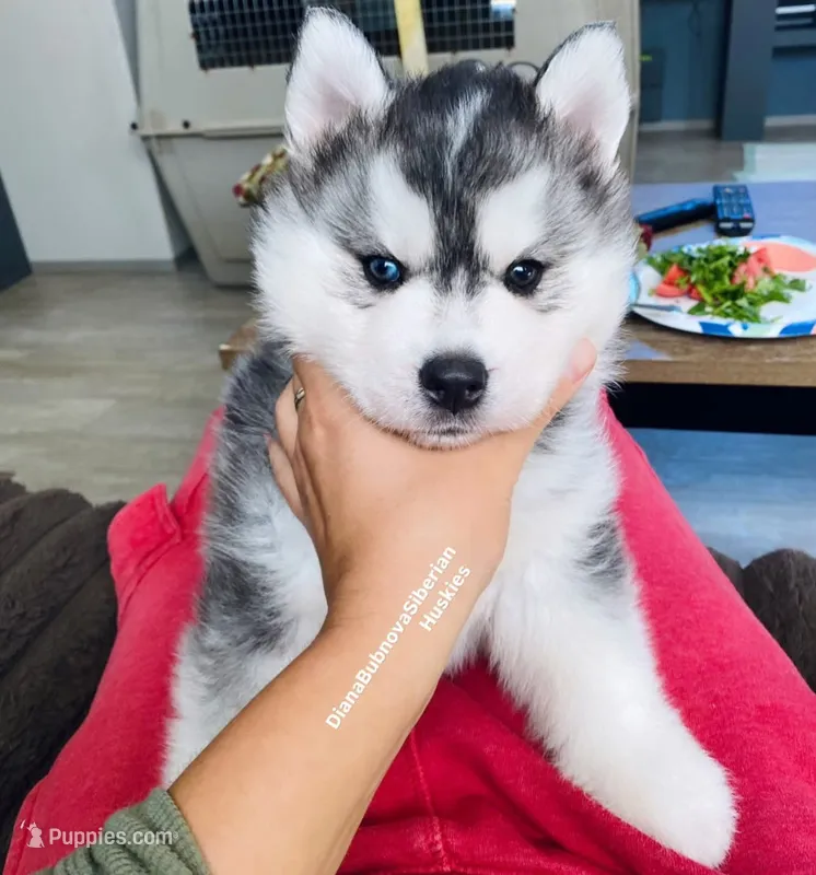 BEAR BOY ( One Blue /One Brown Eye )  – Siberian Husky puppy for sale in Greensboro, NC
