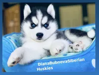 BLUE EYED GIRL , a female Siberian Husky for sale in Greensboro, NC – Photo 2 of 3
