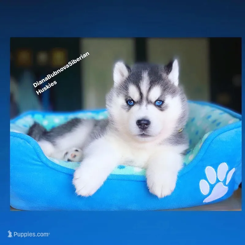 BLUE EYED BOY  – Siberian Husky puppy for sale in Greensboro, NC