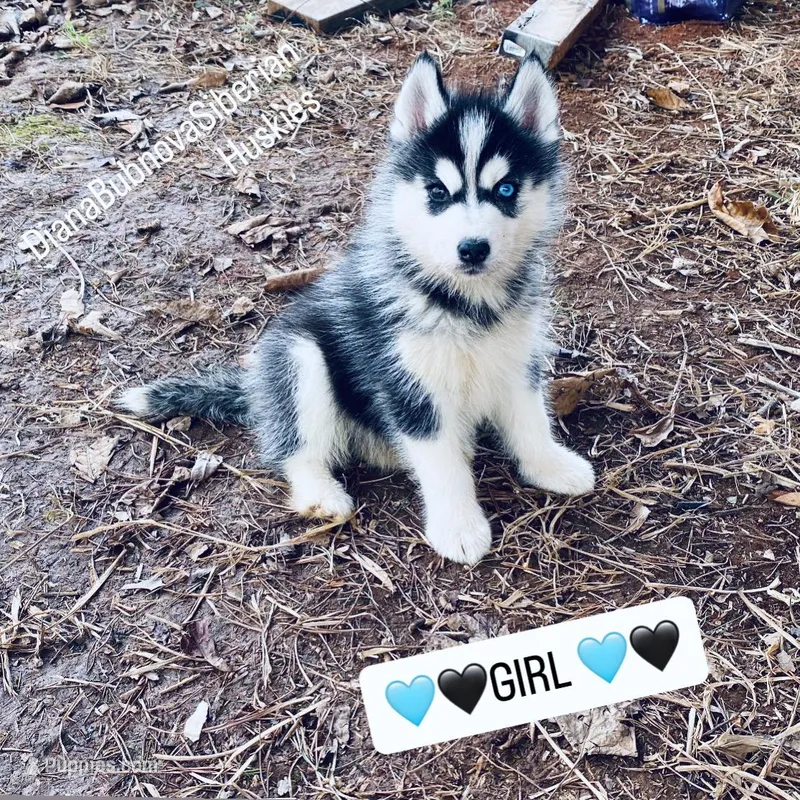 Black/White GIRL  – Siberian Husky puppy for sale in Greensboro, NC