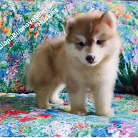 RED BEAR GIRL ( Green/Amber eyes) , a female Siberian Husky for sale in Greensboro, NC – 6 of 9