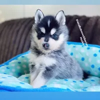 MINIATURE SIZE BOY ( BROWN EYES ) , a male Siberian Husky and Alaskan Klee Kai for sale in Greensboro, NC – 2 of 9