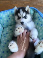 Black/White Blue Eyed Bear Girl , a female Siberian Husky for sale in Greensboro, NC – 2 of 4