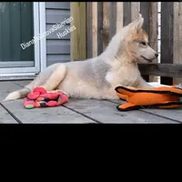 ROLEX ( RED BOY ) , a male Siberian Husky for sale in Greensboro, NC – 3 of 10