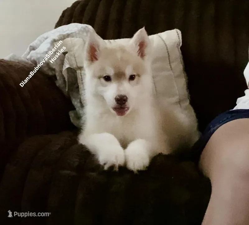 RED GIRL , a female Siberian Husky for sale in Greensboro, NC – Photo 1 of 1