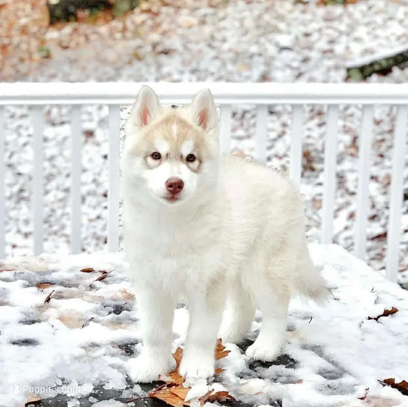 RED GIRL  – Siberian Husky puppy for sale in Greensboro, NC