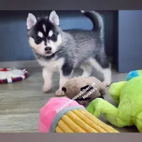 MINIATURE SIZE BLACK/WHITE BOY ( BROWN EYES )  , a male Siberian Husky and Alaskan Klee Kai for sale in Greensboro, NC – 4 of 10