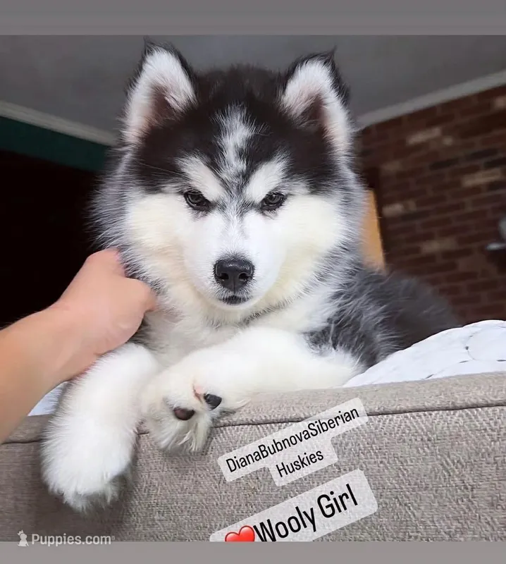 TEDDY BEAR GIRL , a female Siberian Husky for sale in Greensboro, NC – Photo 1 of 1