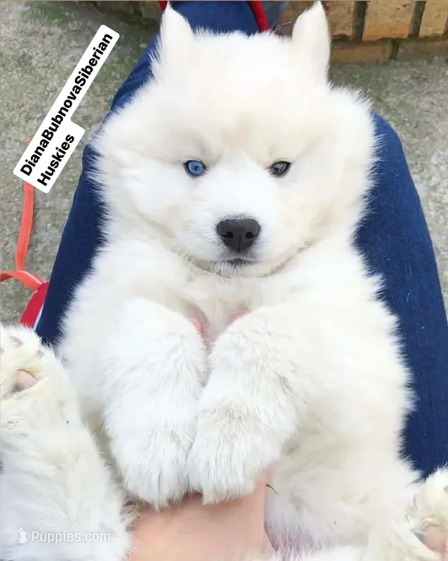 FROSTY ( WHITE GIRL )