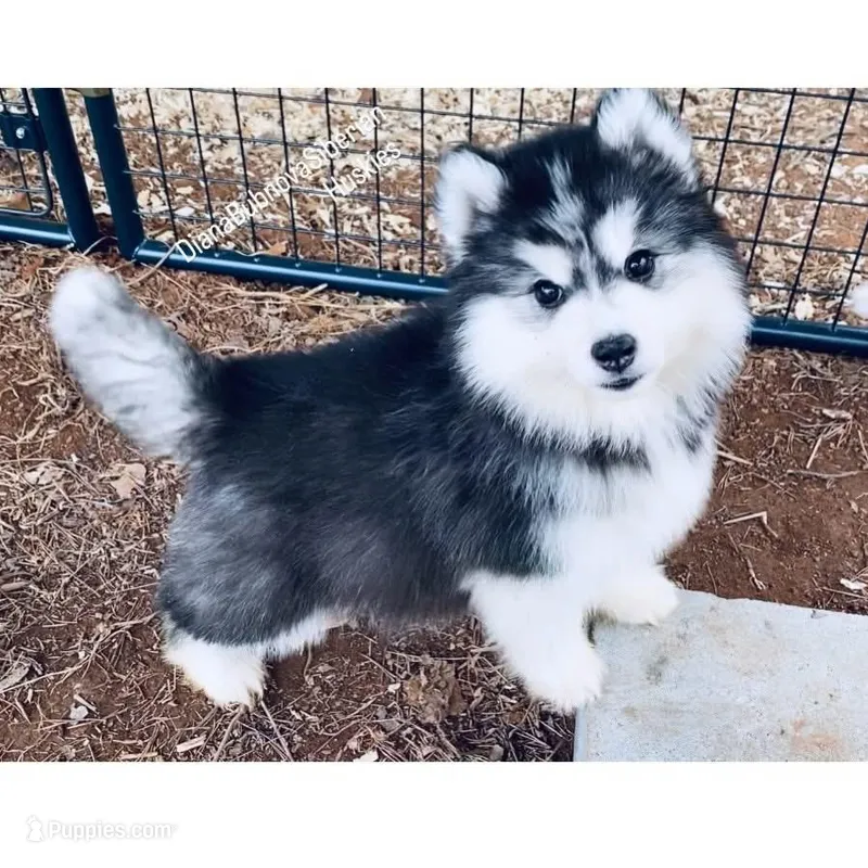 TEDDY BEAR GIRL  – Siberian Husky puppy for sale in Greensboro, NC