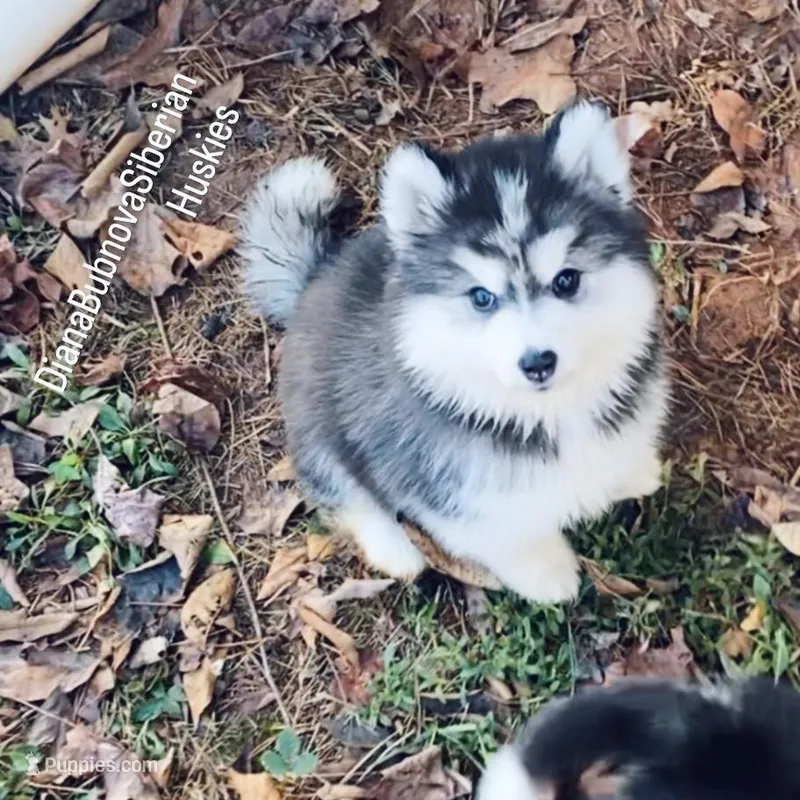 TEDDY BEAR GIRL  – Siberian Husky puppy for sale in Greensboro, NC