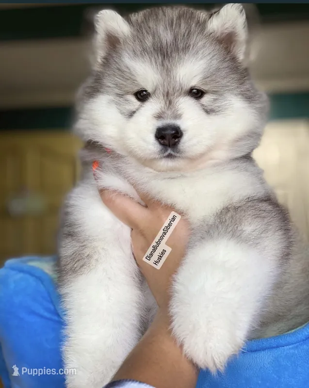 GREY BEAR BOY ( BROWN EYES )  – Siberian Husky puppy for sale in Greensboro, NC