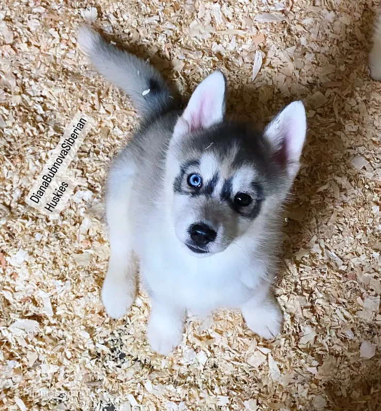Grey Girl ( one blue/ one brown eye )  – Siberian Husky puppy for sale in Greensboro, NC