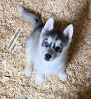Grey Girl ( one blue/ one brown eye ) , a female Siberian Husky for sale in Greensboro, NC – 1 of 1