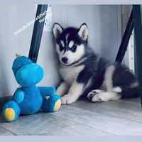BOY ( BLACK /WHITE ) , a male Siberian Husky for sale in Greensboro, NC – 3 of 6