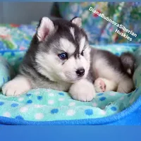 BEAR BOY , a male Siberian Husky for sale in Greensboro, NC – 7 of 10