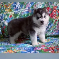 BEAR BOY , a male Siberian Husky for sale in Greensboro, NC – 5 of 10