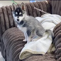 DROGON ( MINIATURE SIZE BOY ( BROWN EYES ) , a male Siberian Husky and Alaskan Klee Kai for sale in Greensboro, NC – 2 of 2