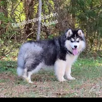MADINA ( BLACK/WHITE GIRL ) , a female Siberian Husky for sale in Greensboro, NC – Photo 6 of 10